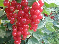 Johannisbeeren