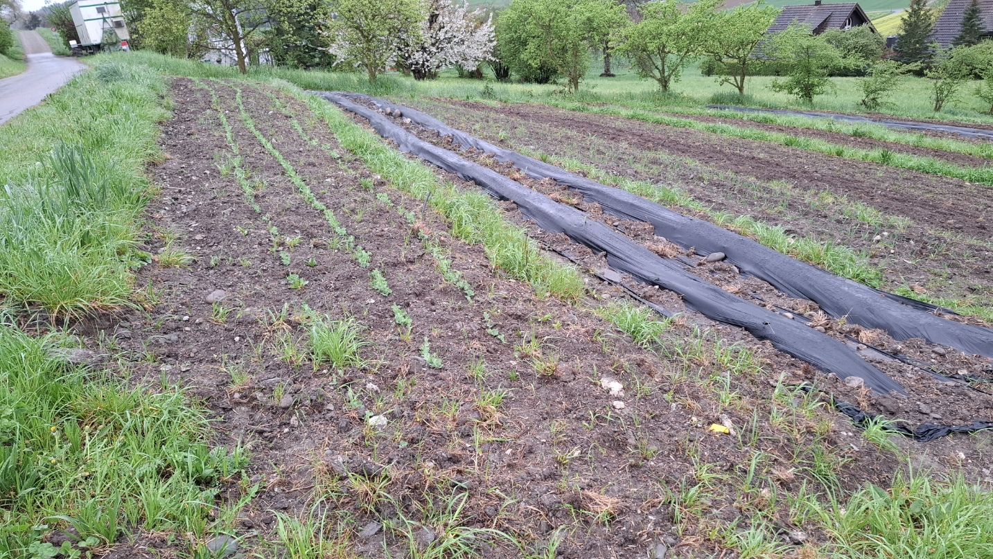 In Permakultur Selberpflücken