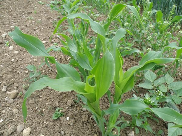 Zuckermais Kulturverlauf in Bildern