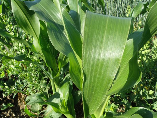 Zuckermais Kulturverlauf in Bildern